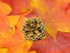 USA-Washington State Still-life of pine cone and autumn colored maple leaves Art Print